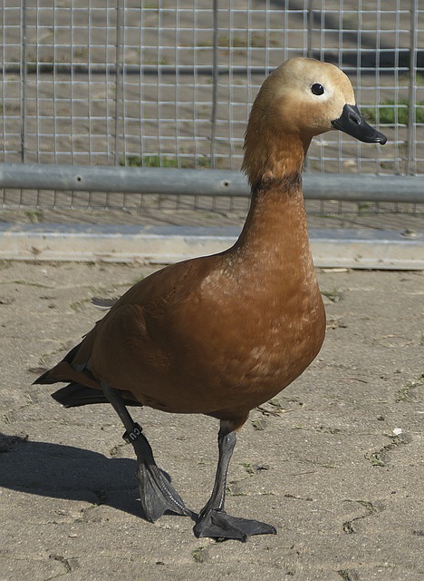 英雄